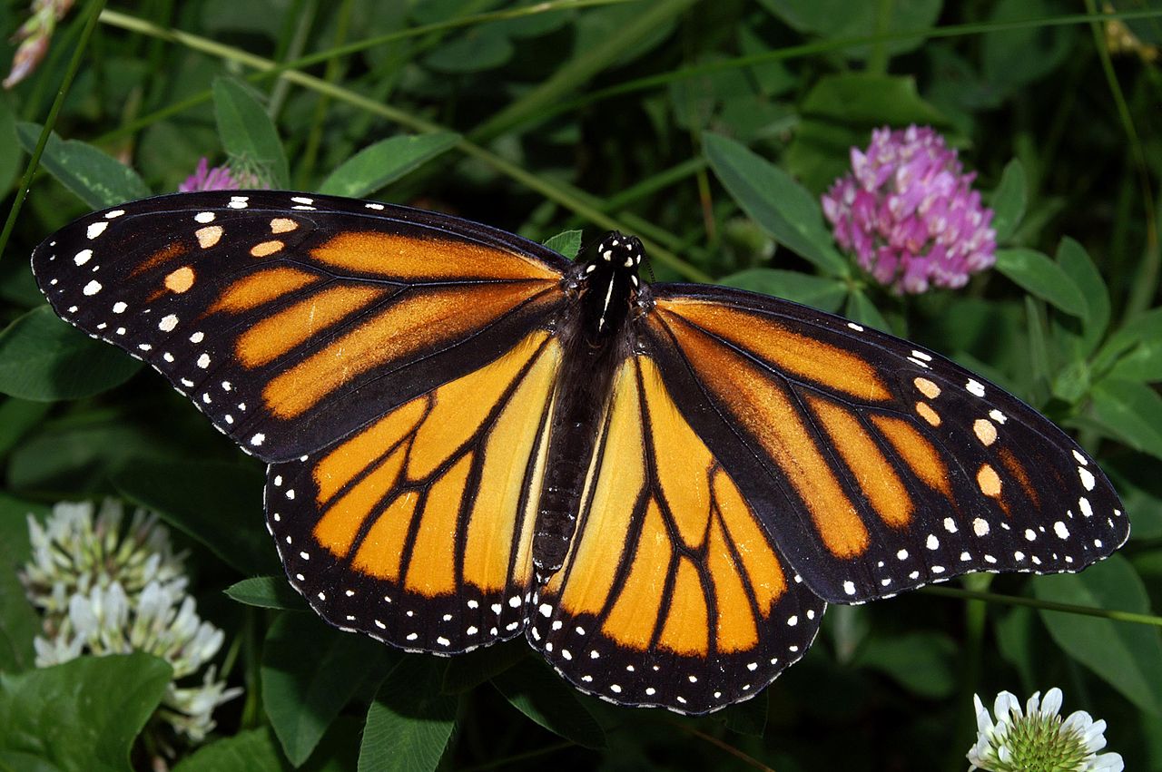 Científicos modifican los puntos y las rayas de alas de mariposa