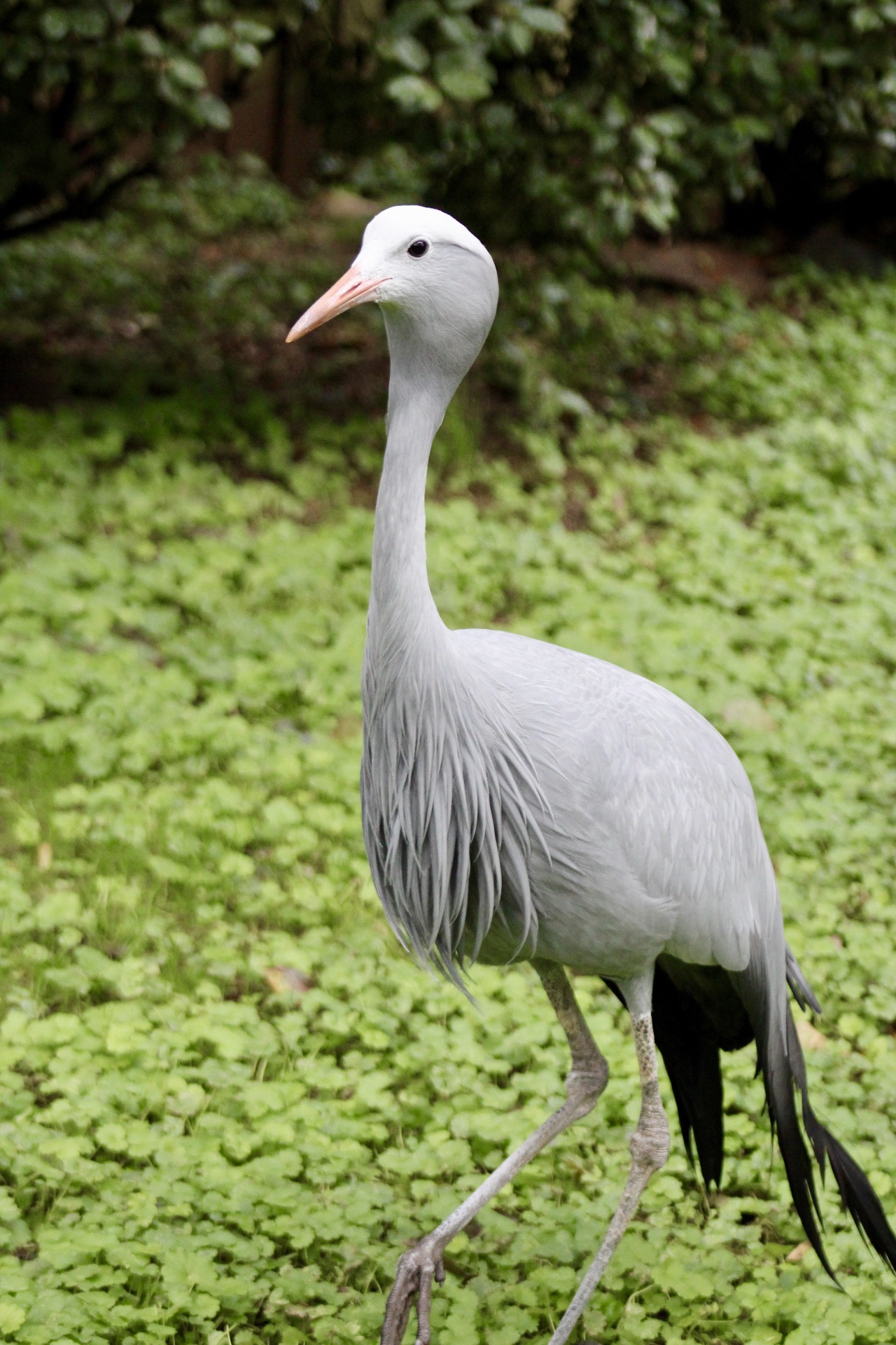 Large grey crane stands in a field of green grass