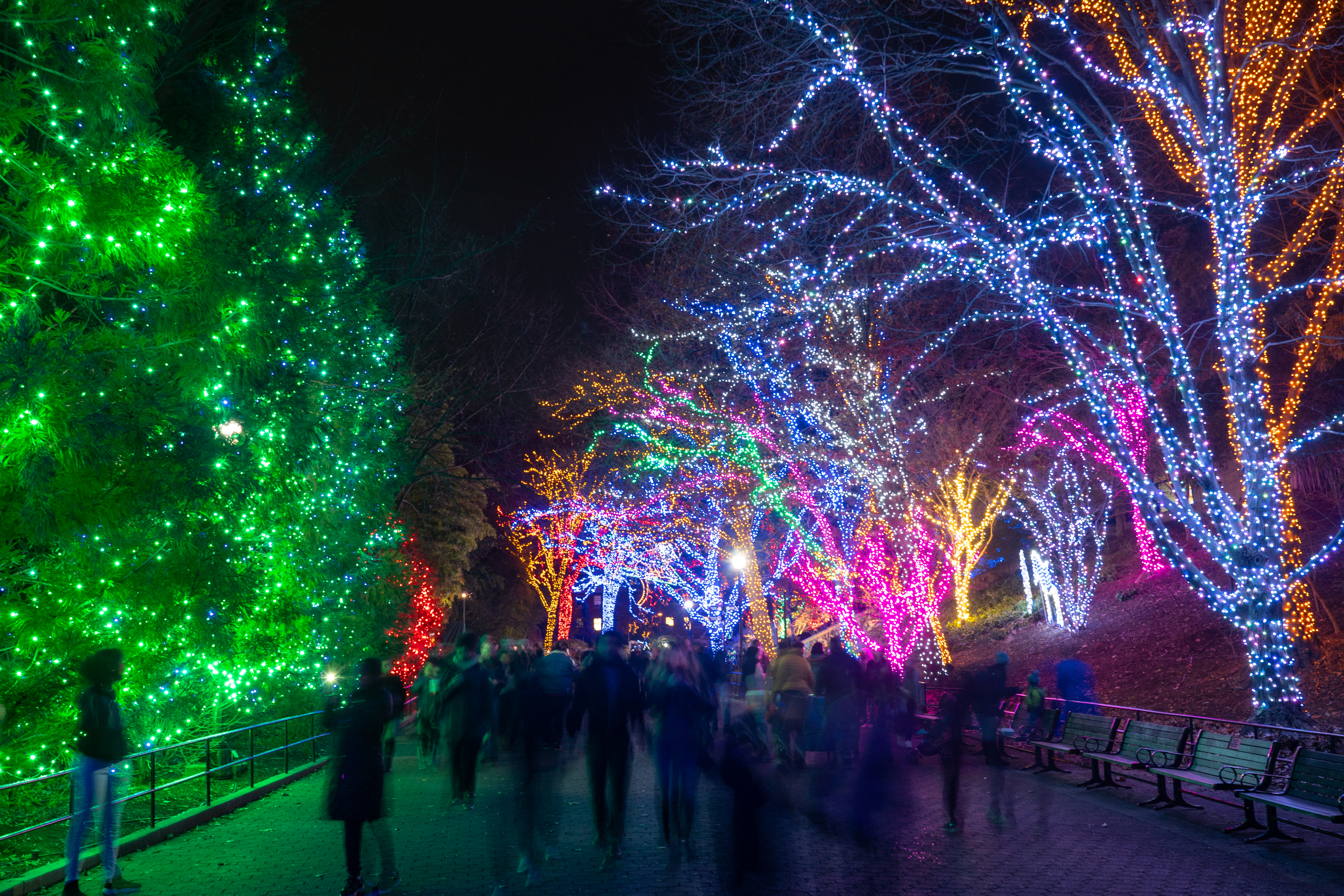 Trees festively decorated with brightly colored lights 