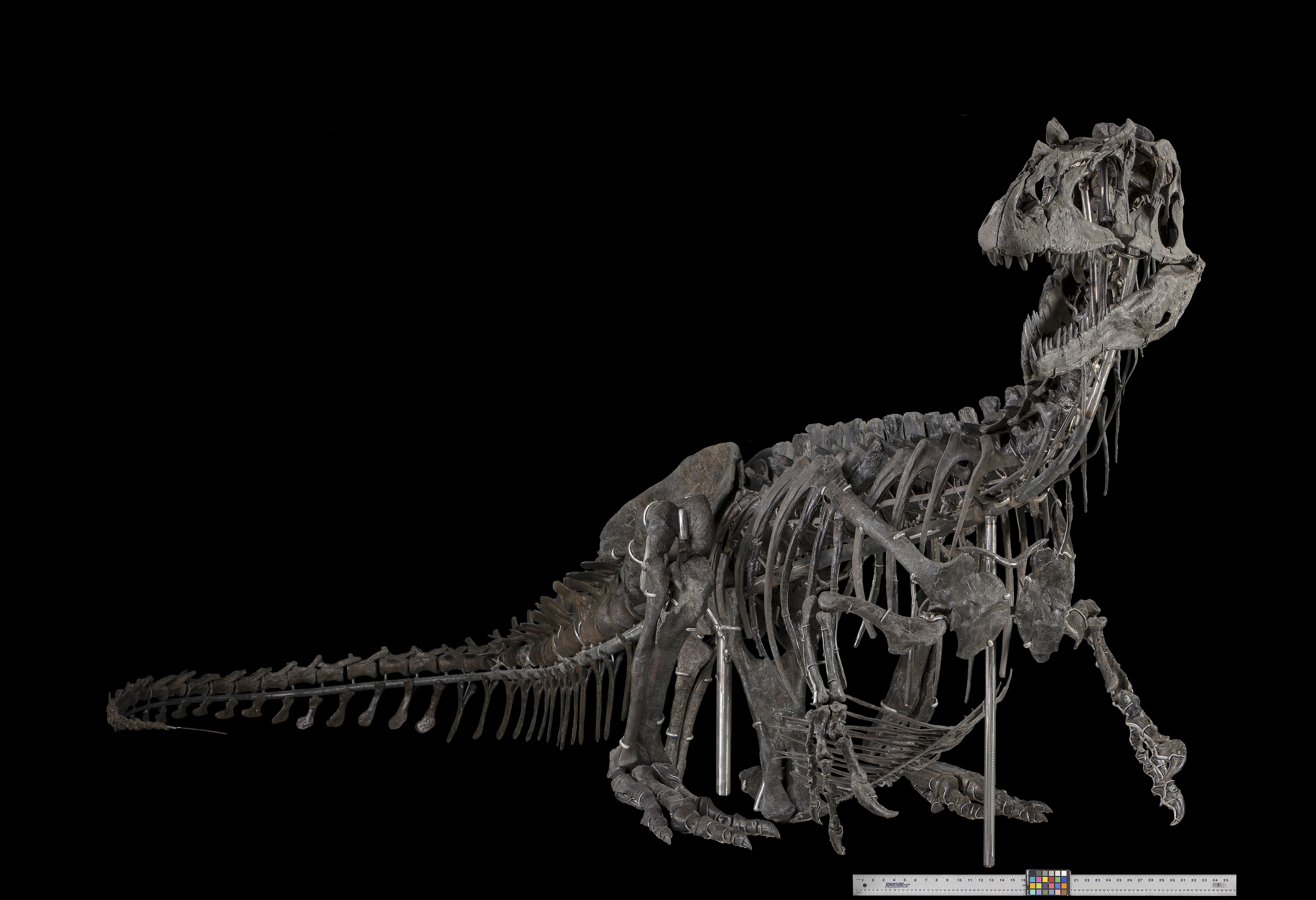 Skeleton of dinosaur with long body and tail, short front legs, and oblong skull against black background.