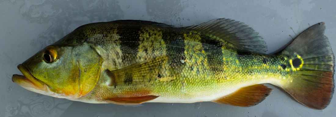 Peacock bass (fish)
