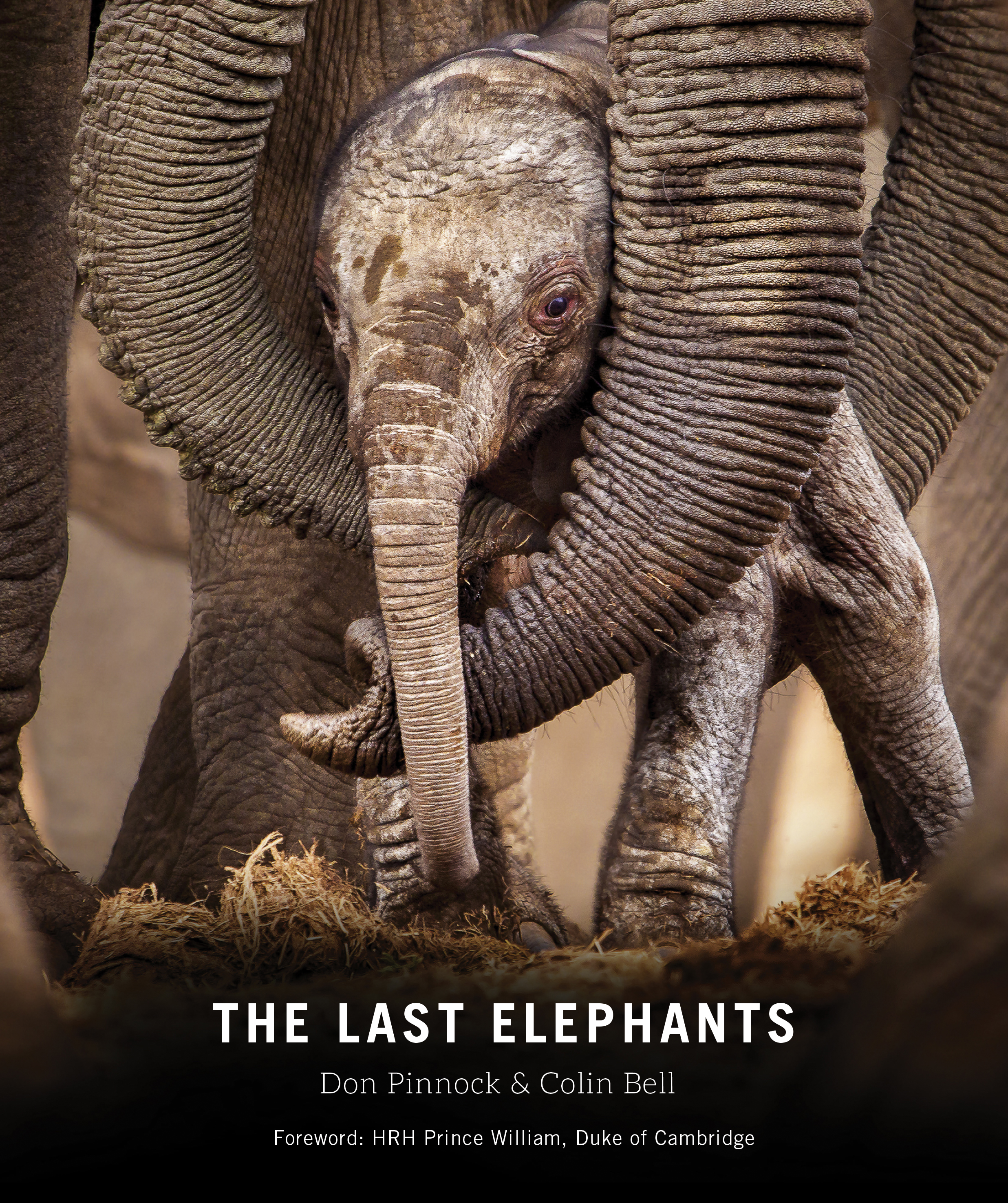The Last Elephants book cover