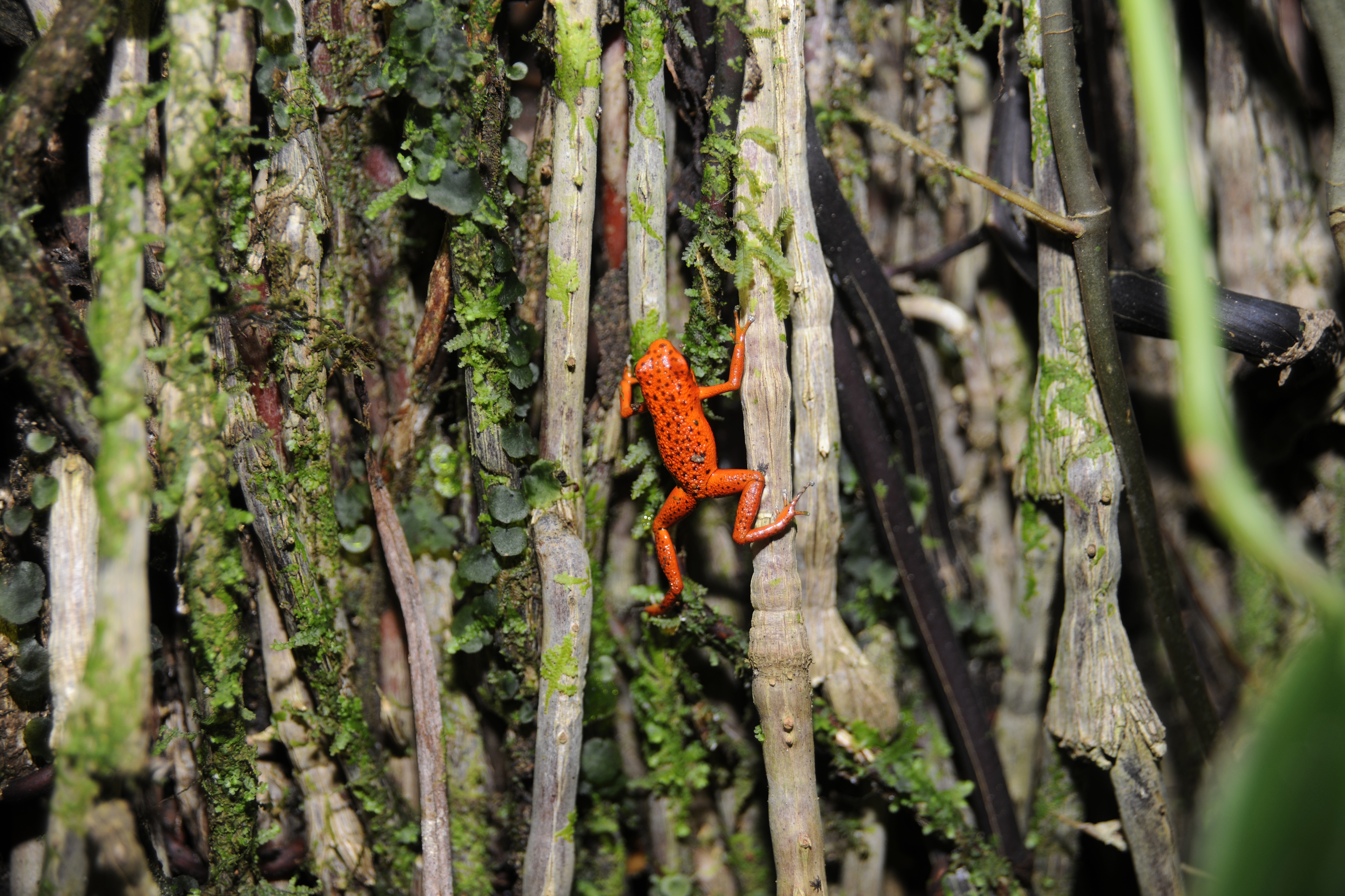 Bright red frog climbing branches.