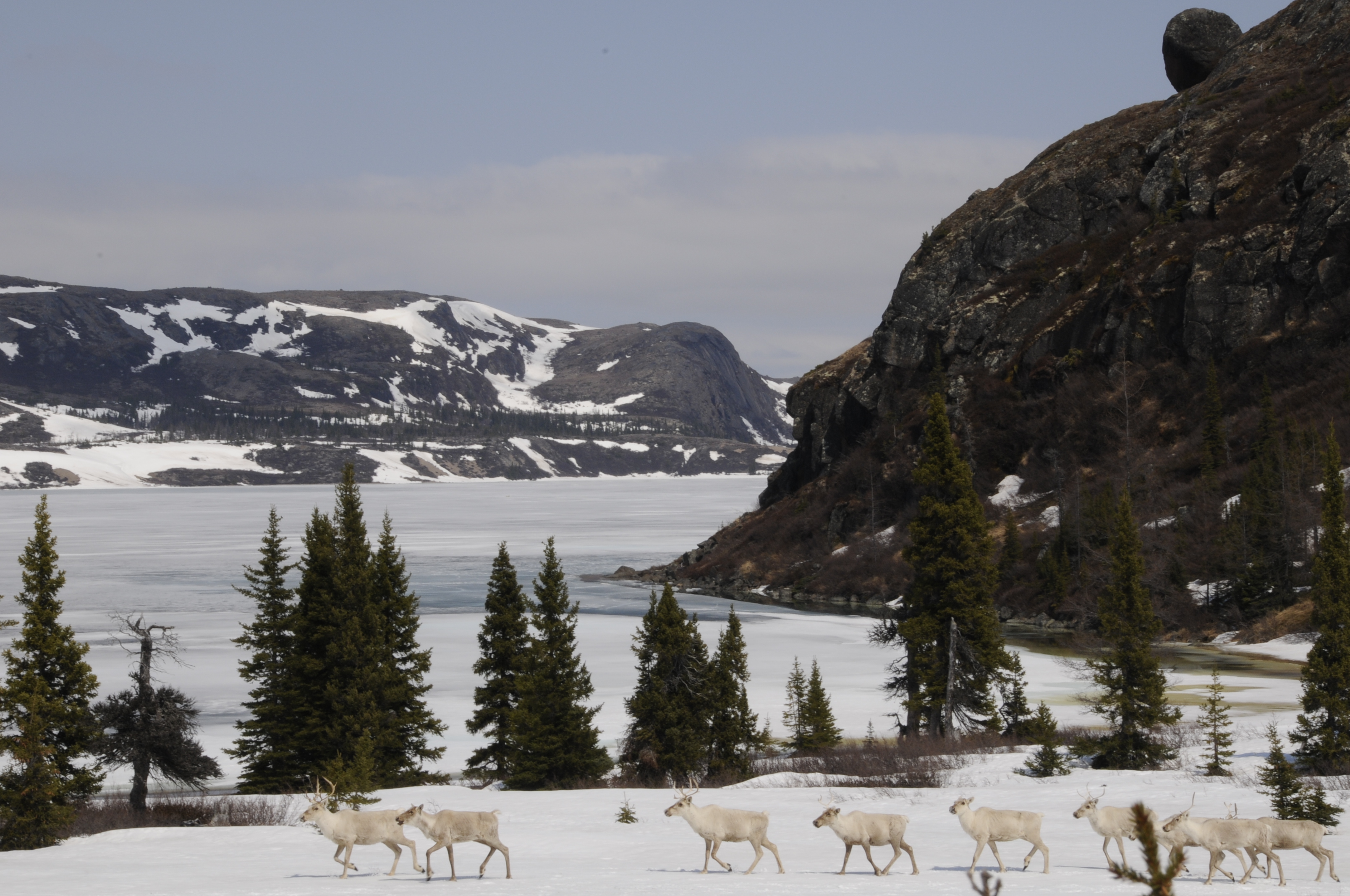 White caribou seen walking across a wintery scene with mountains and evergreen trees in the background