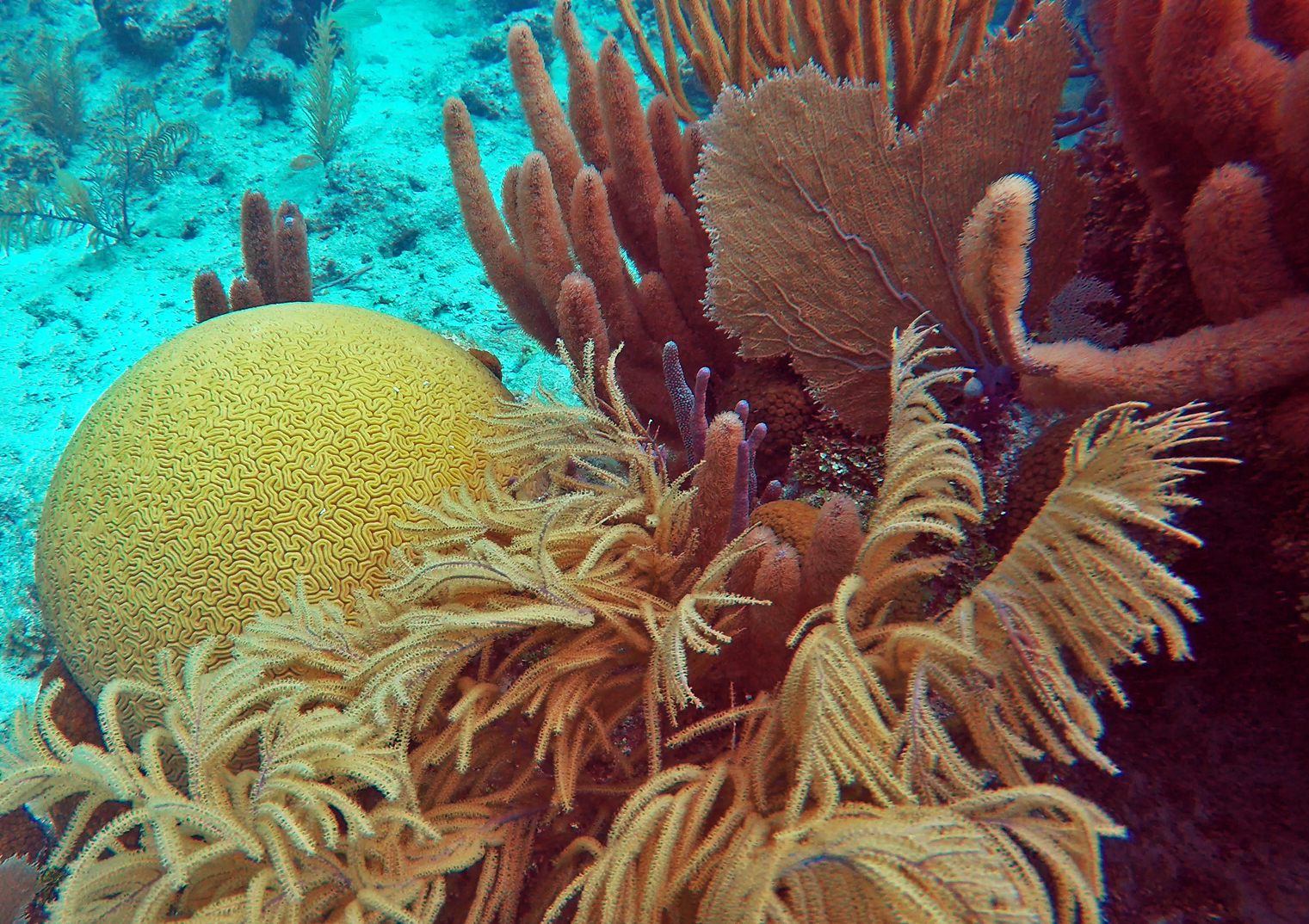 chinchorro coral