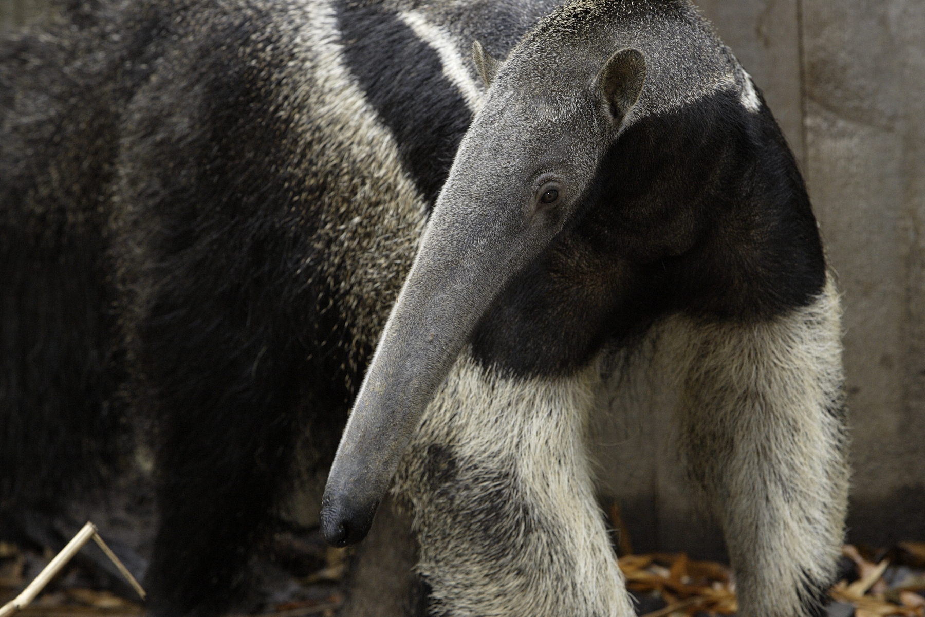 Giant Anteater Born at the National Zoo | Smithsonian Institution