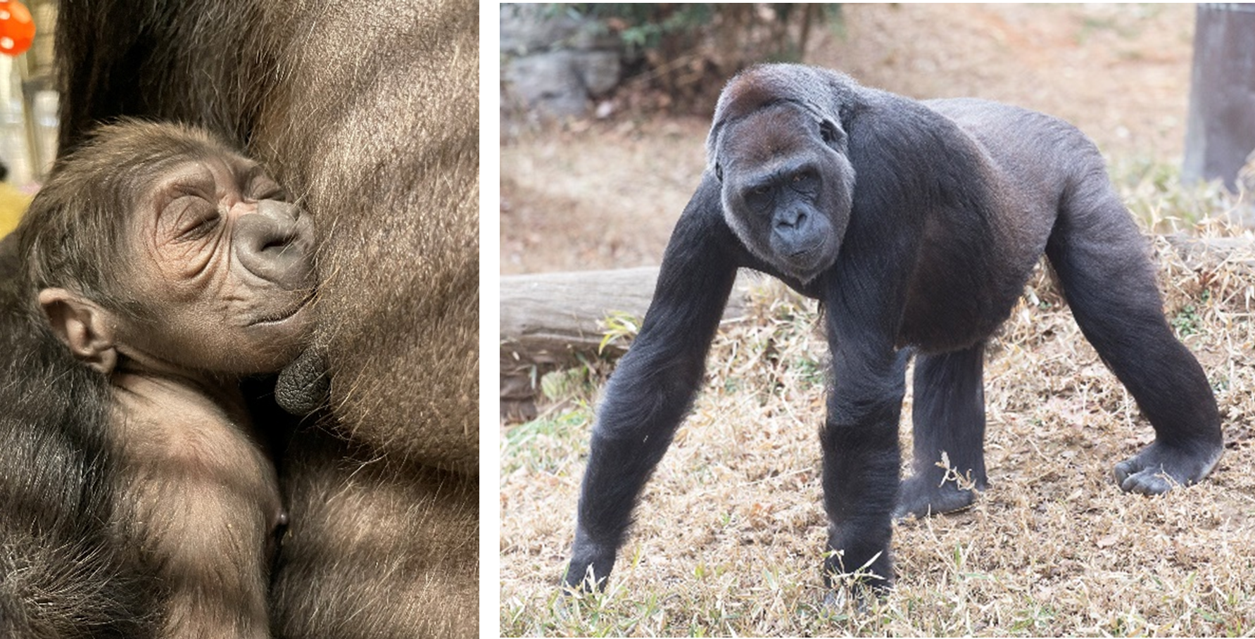 Western Lowland Gorilla Born at the Smithsonian's National Zoo and ...