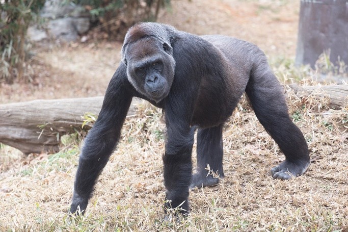 Western Lowland Gorilla at the Smithsonian's National Zoo Is Pregnant | Smithsonian Institution