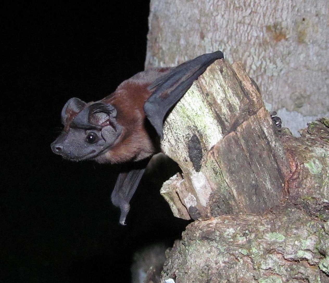 Small brown bat