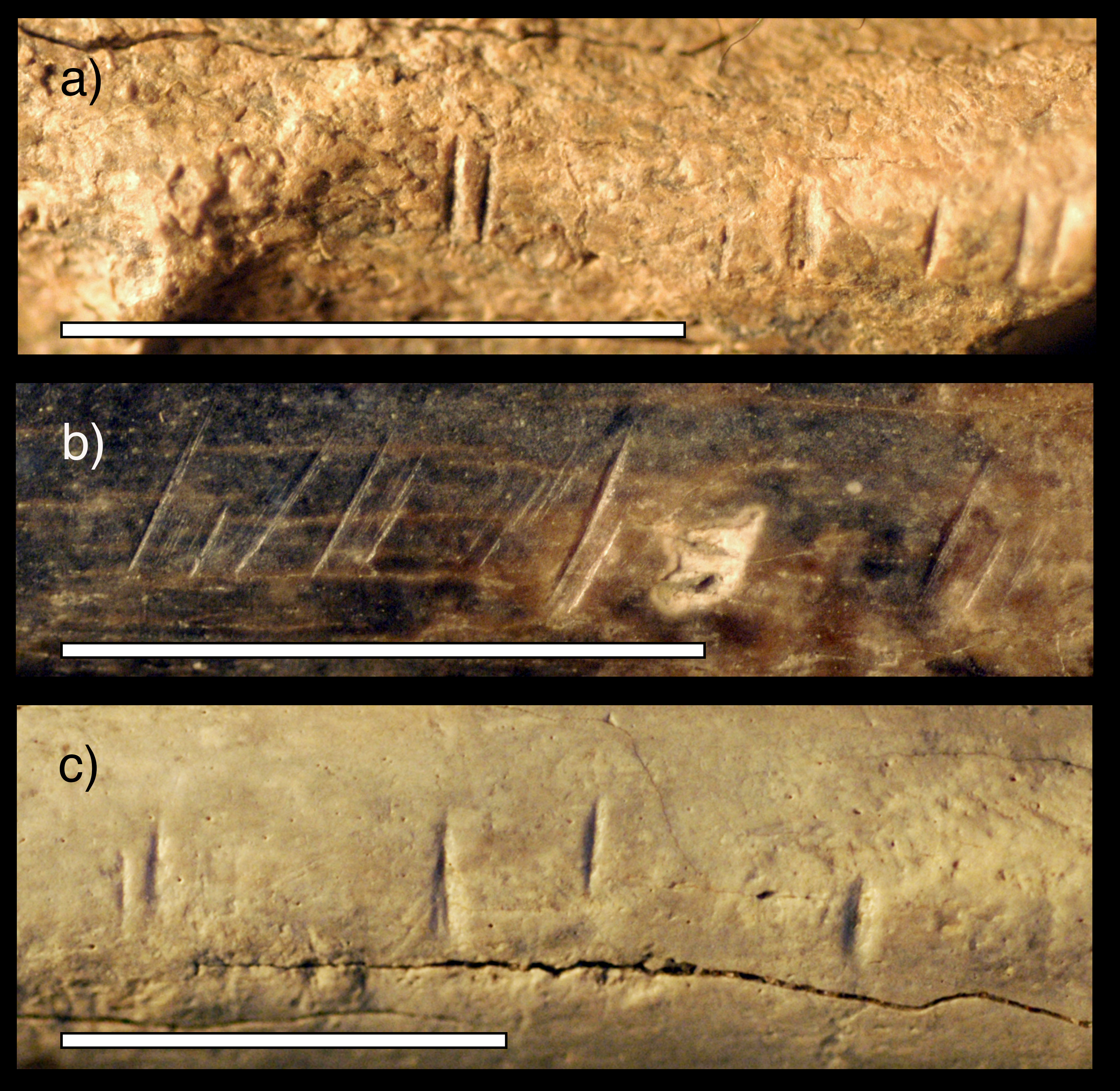 Three bones showing cut marks from stone tools.