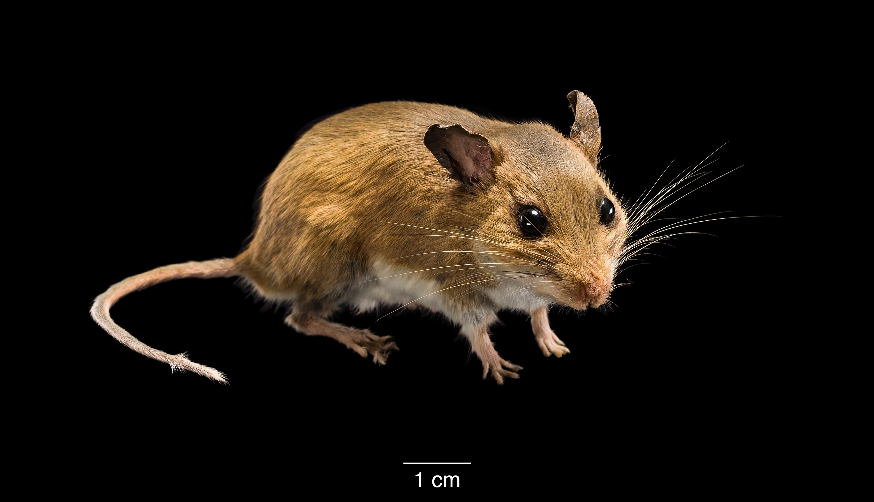 mouse specimen