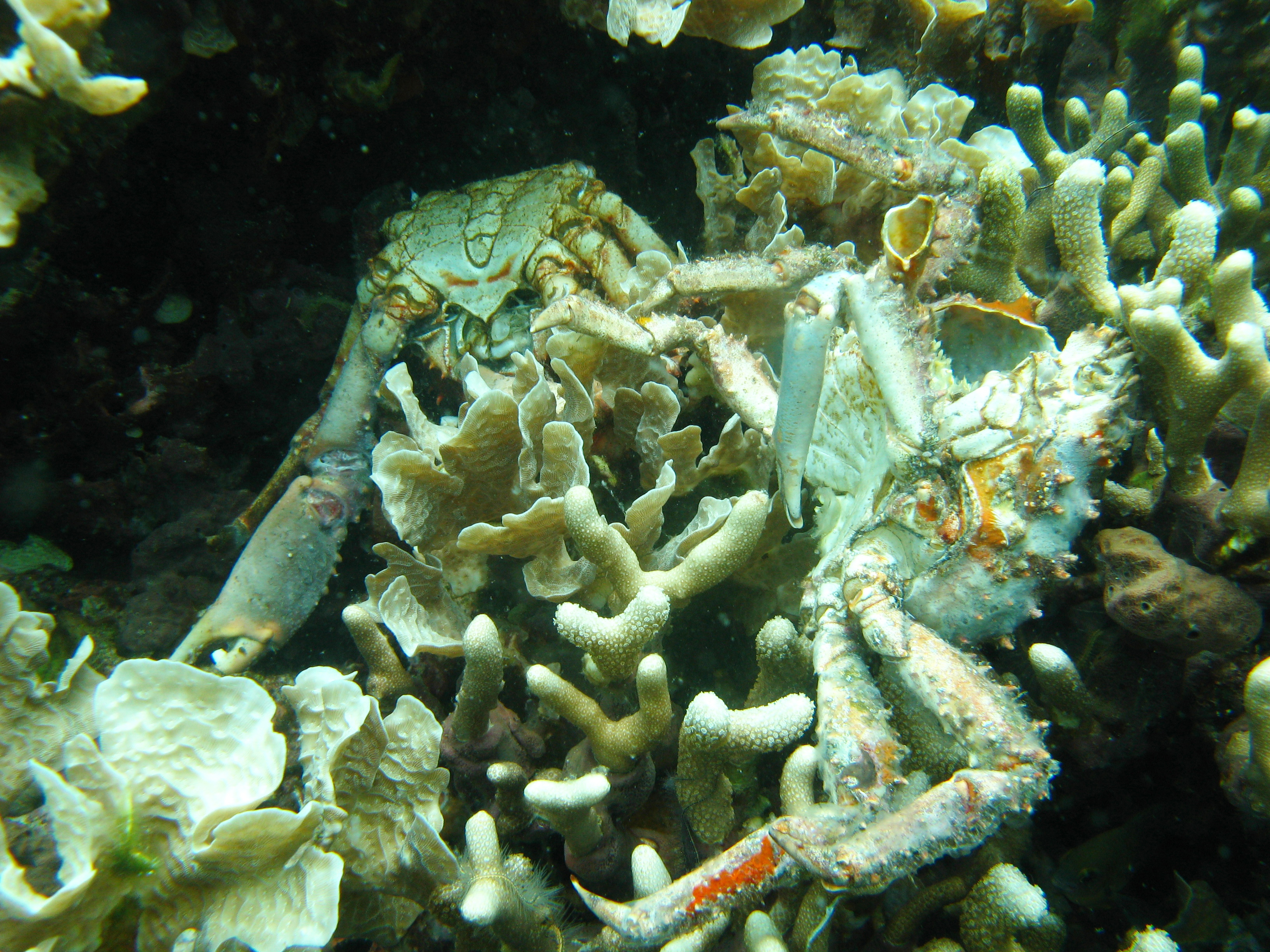 Photo of dead corals and crabs