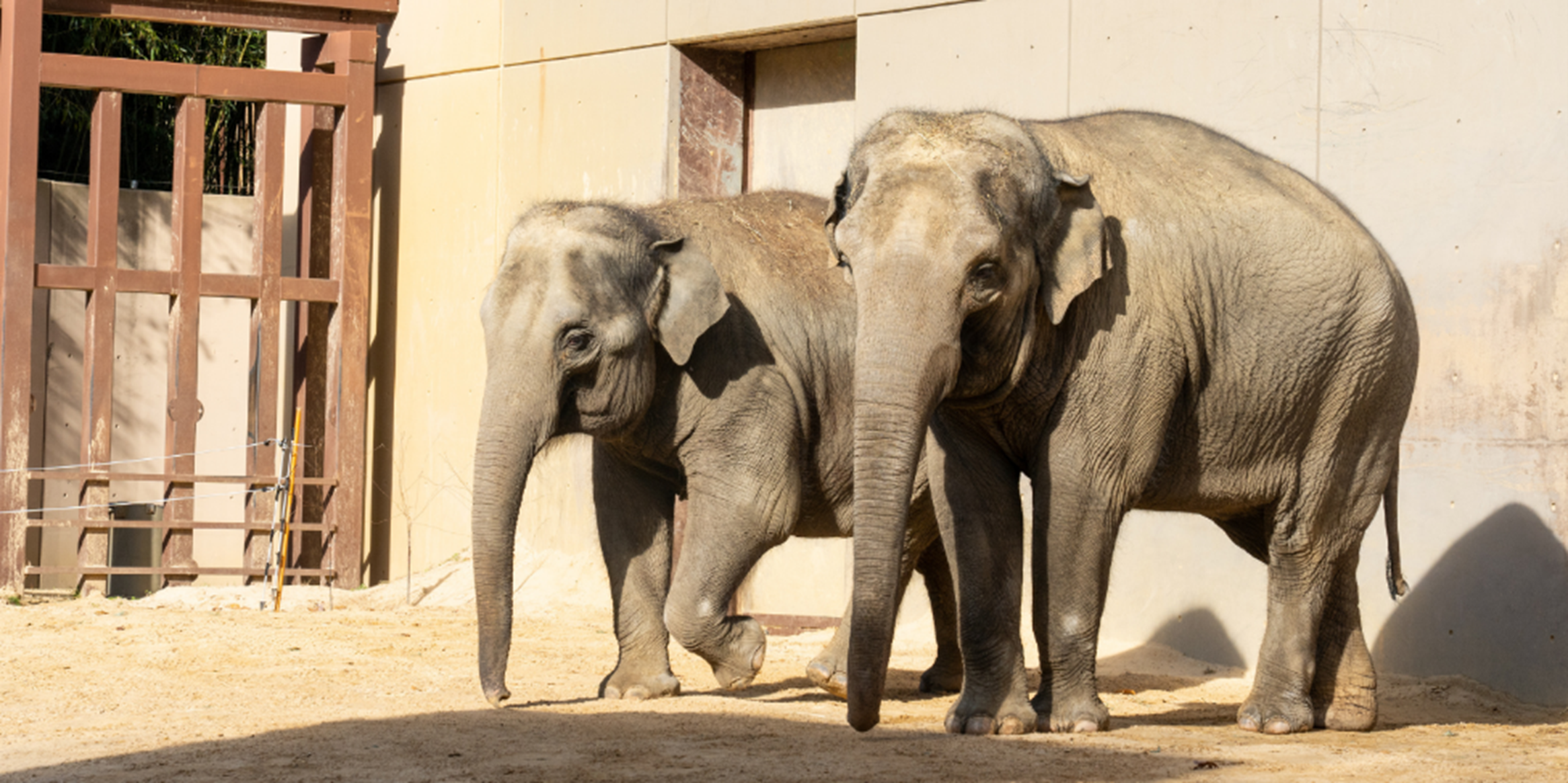Two elephants stand next to each other in their zoo enclosure