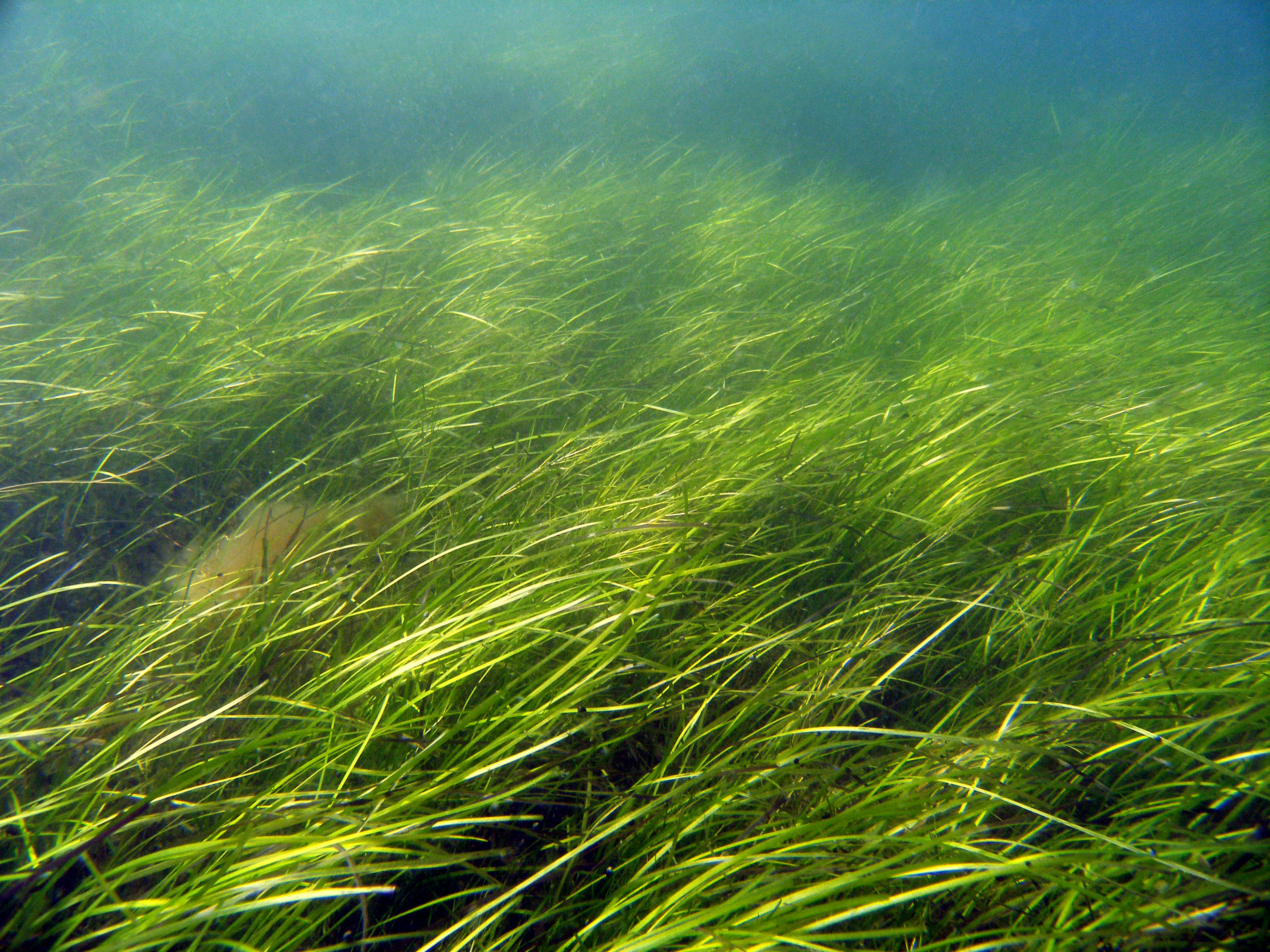 Underwater photo of lush green eelgrass being moved in a current