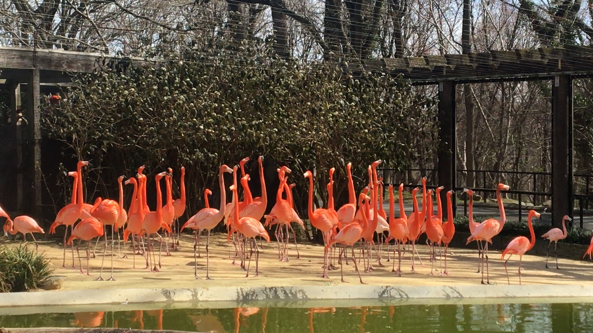 Group of flamingos in outdoor enclosure