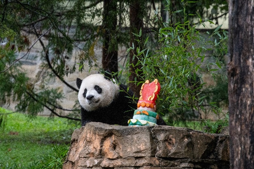 The Pandas Will Leave The National Zoo By Mid-November