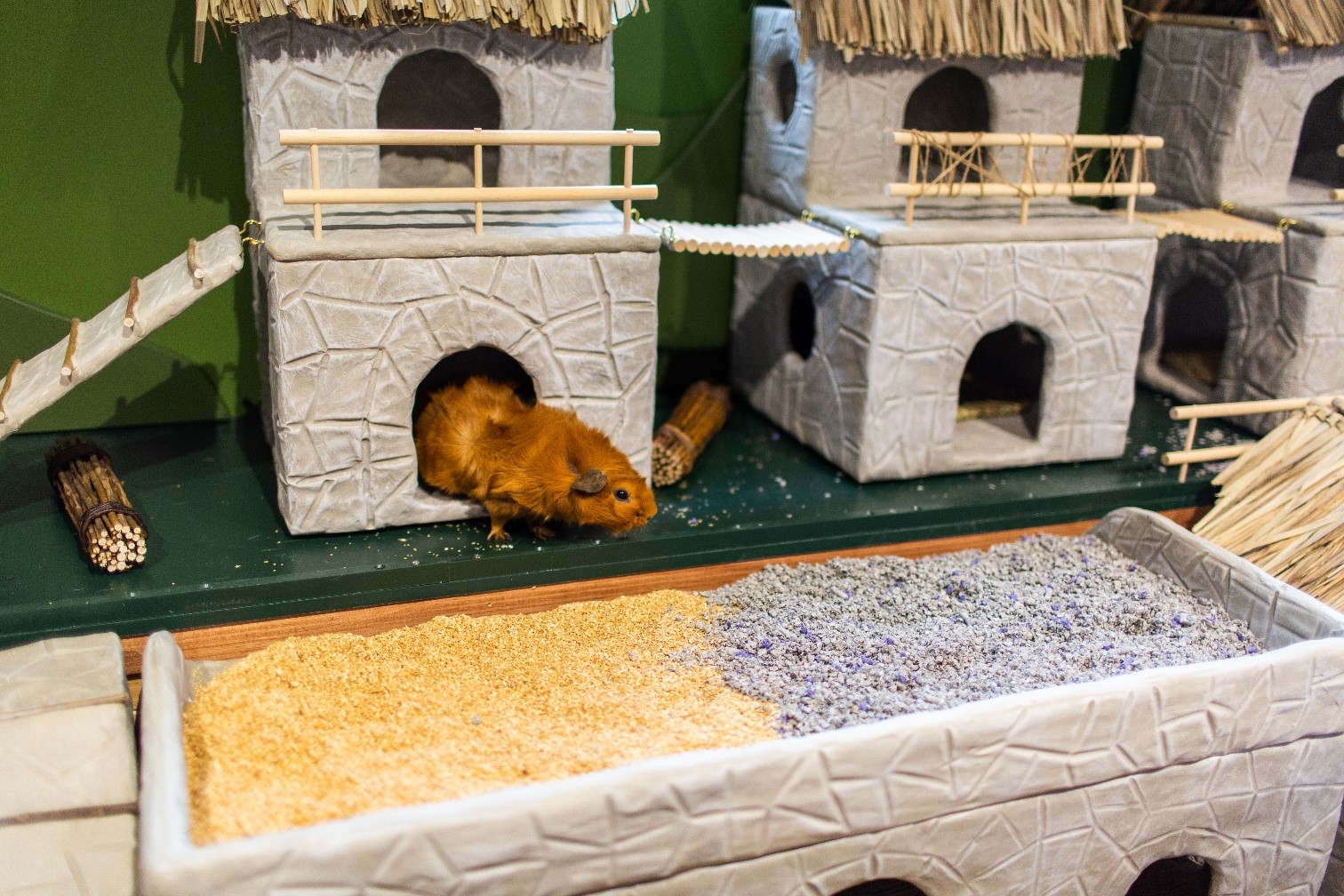 Guinea pigs in their new village
