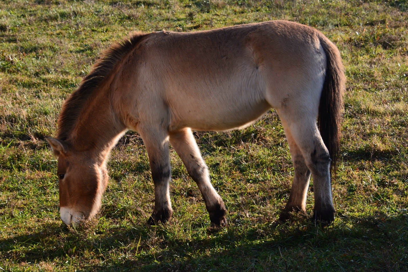 When did the przewalski horse become extinct in the wild Przewalski S Horse National Geographic