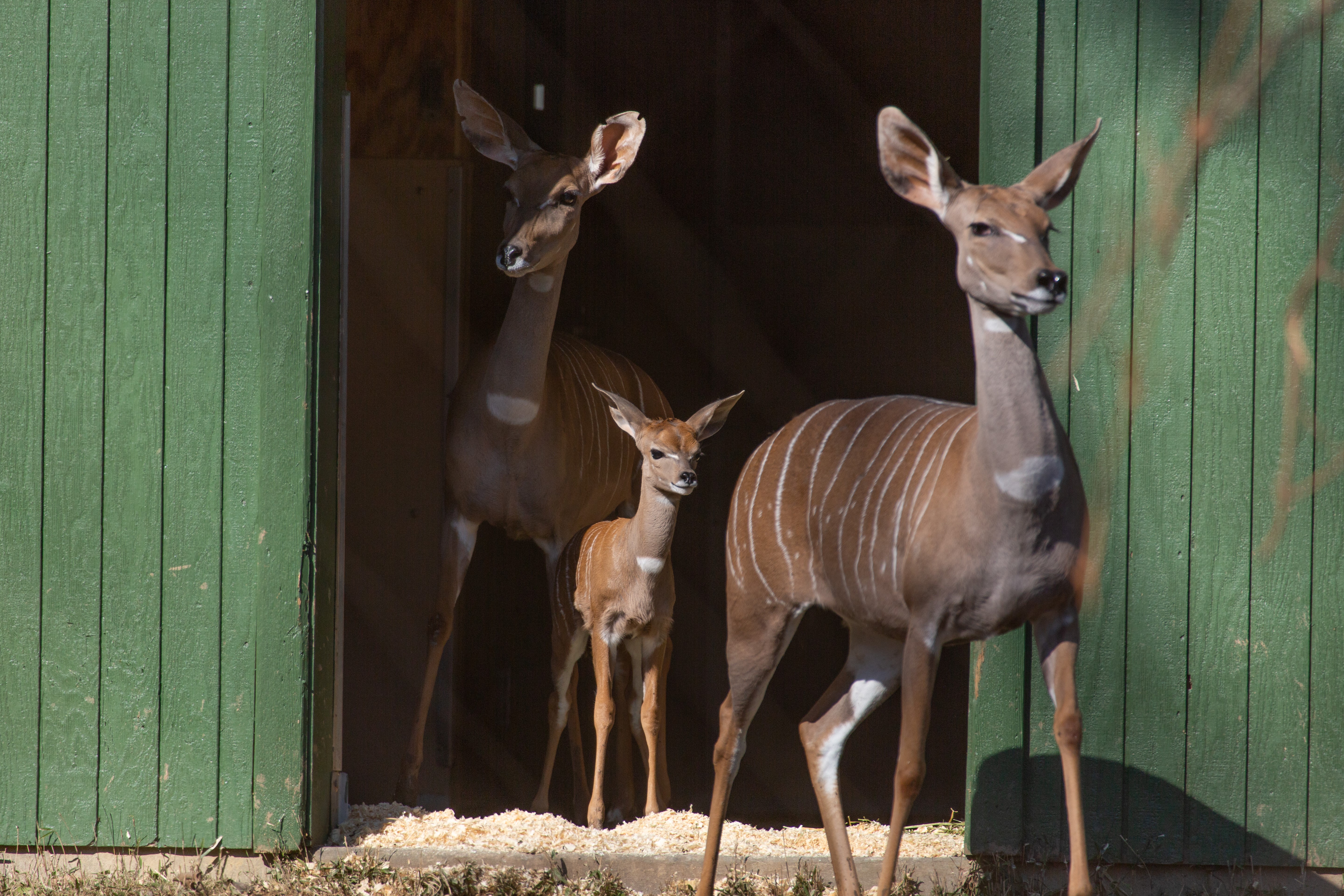 Lesser kudu with grandson and daughter.