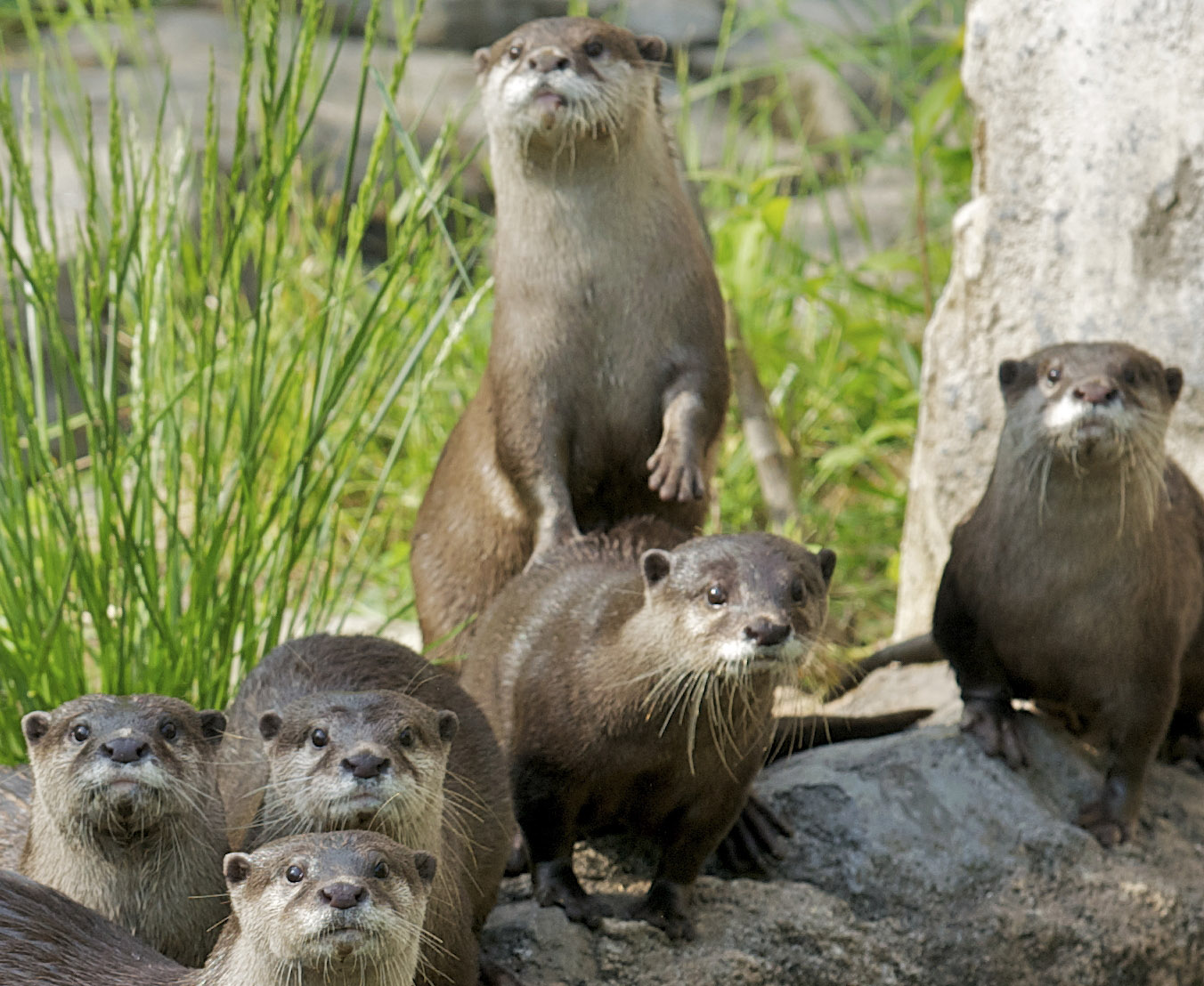 Otter Family Makes a Splash at the Smithsonian’s National Zoo ...