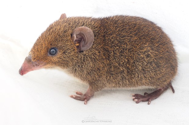 Side profile of a small brown animal against white background.