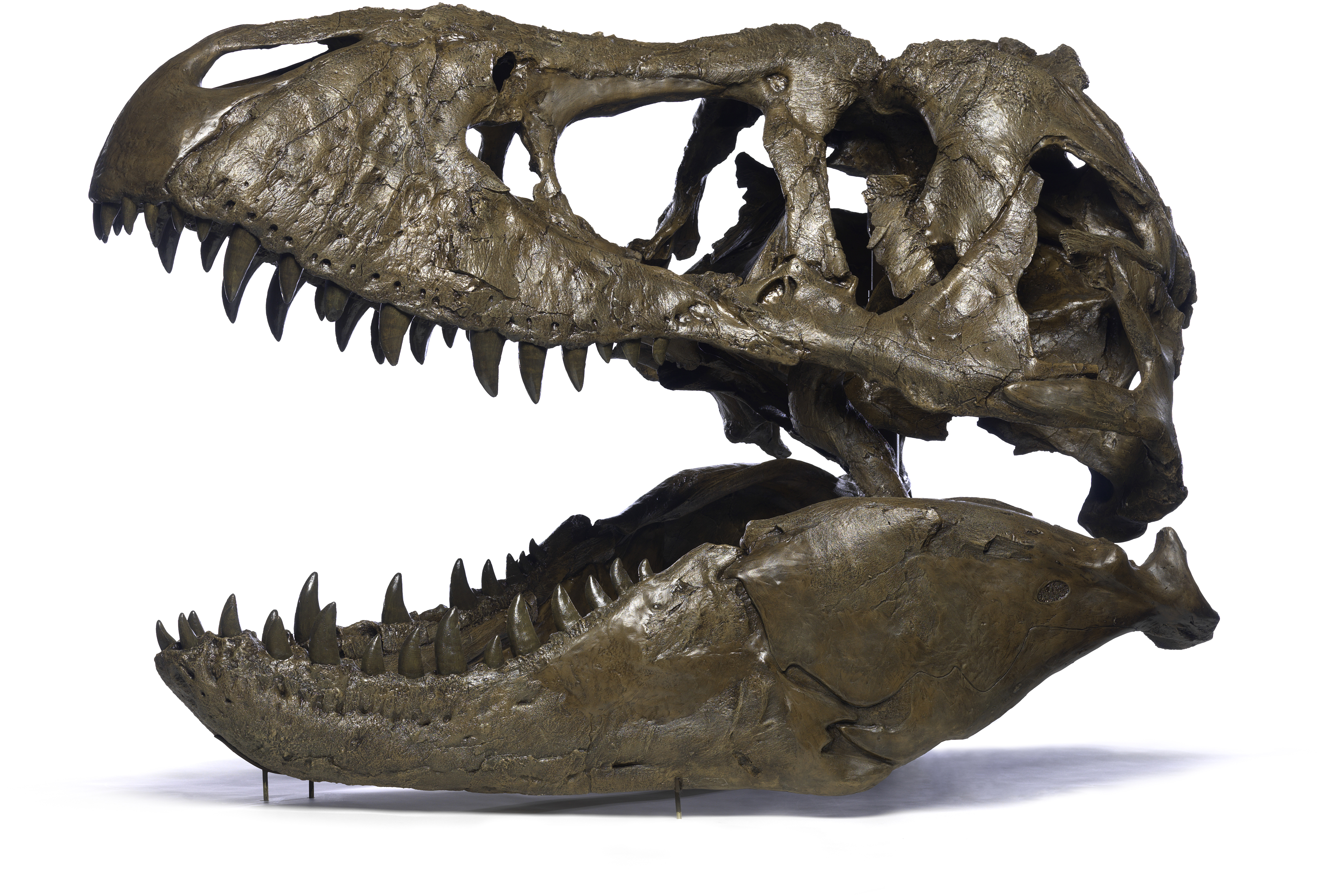 T. rex Fossil Skeleton Will Arrive at Smithsonian April 15