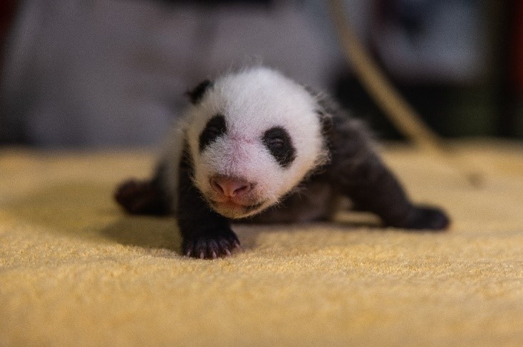 Smithsonians National Zoos Giant Panda Cub Is Male Smithsonian