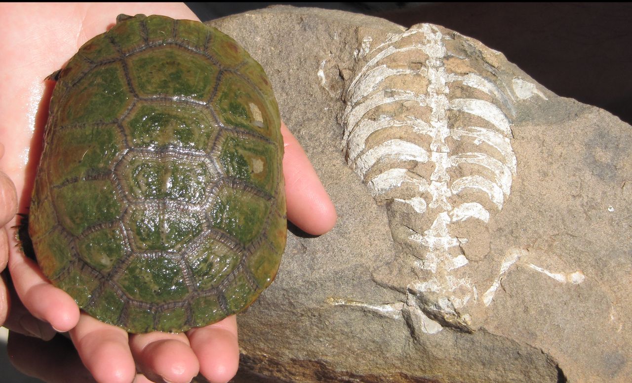 Scientists Discover That Turtles Began Living in Shells Much