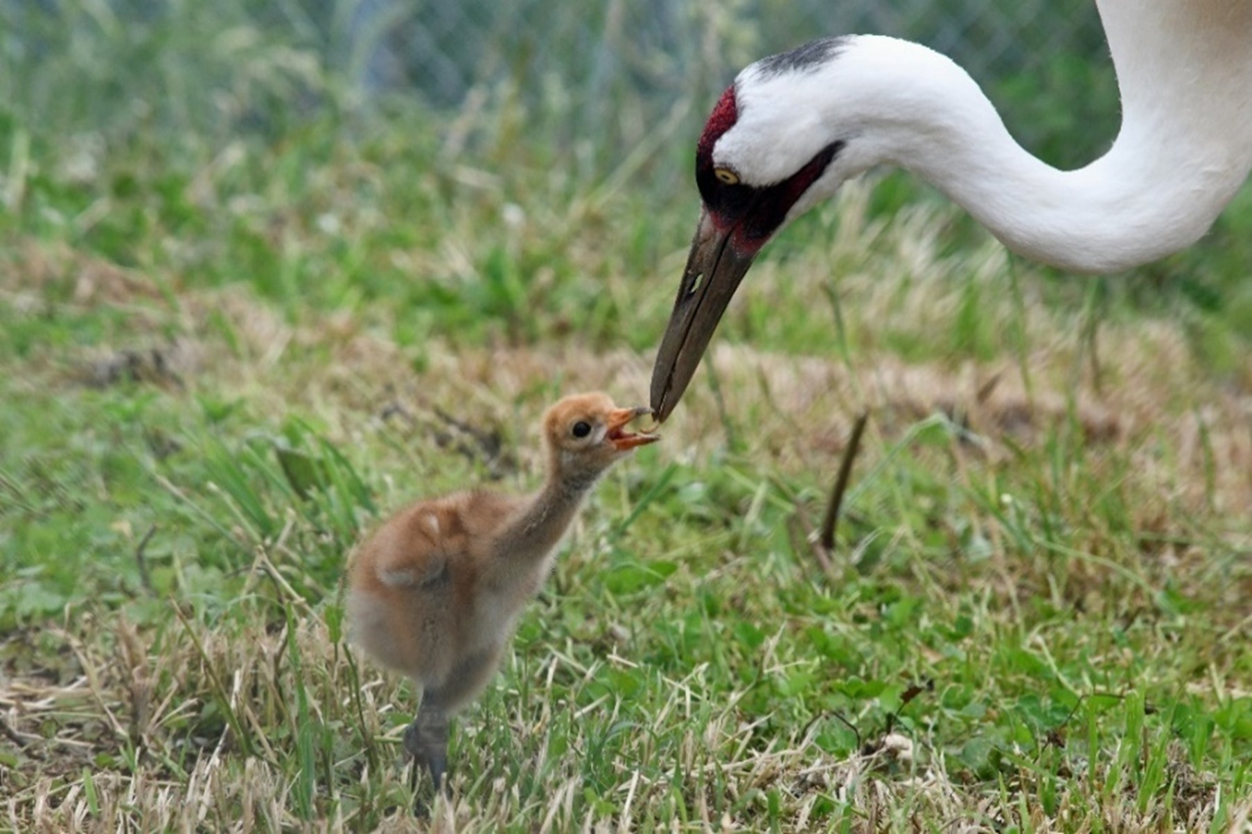 whooping crane case study answer key