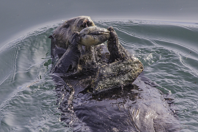 Sea otter holding a clam while floating on its back