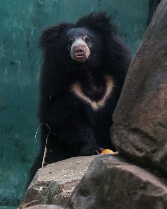 female sloth bear Remi