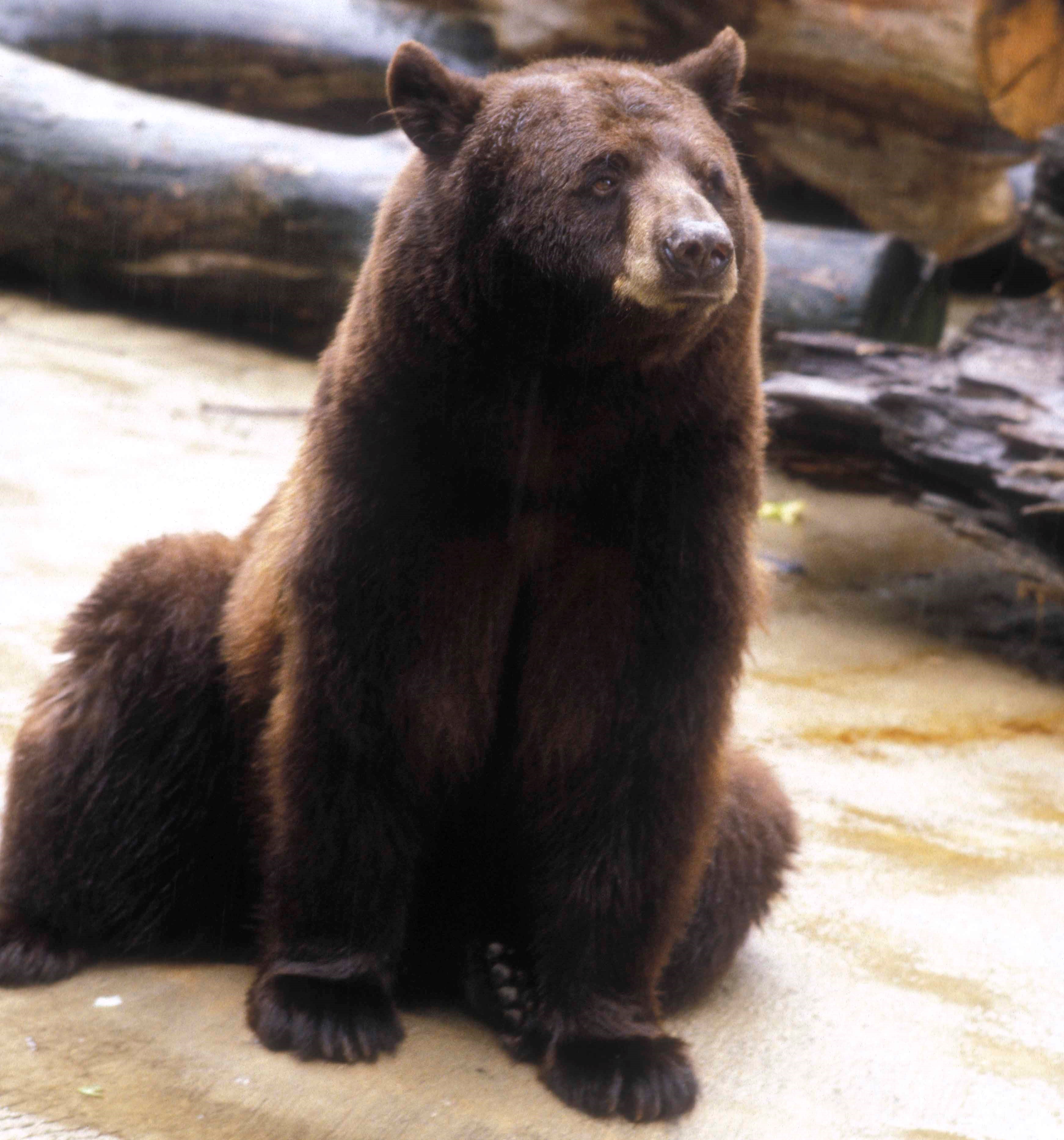 smokey-bear-exhibit-opens-at-smithsonian-s-national-zoo-smithsonian