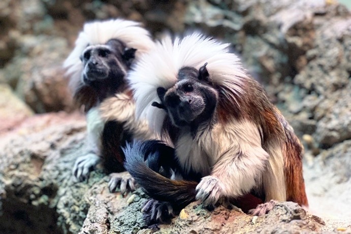 Two small animals with dark fur faces and long white hair sit on rocks.