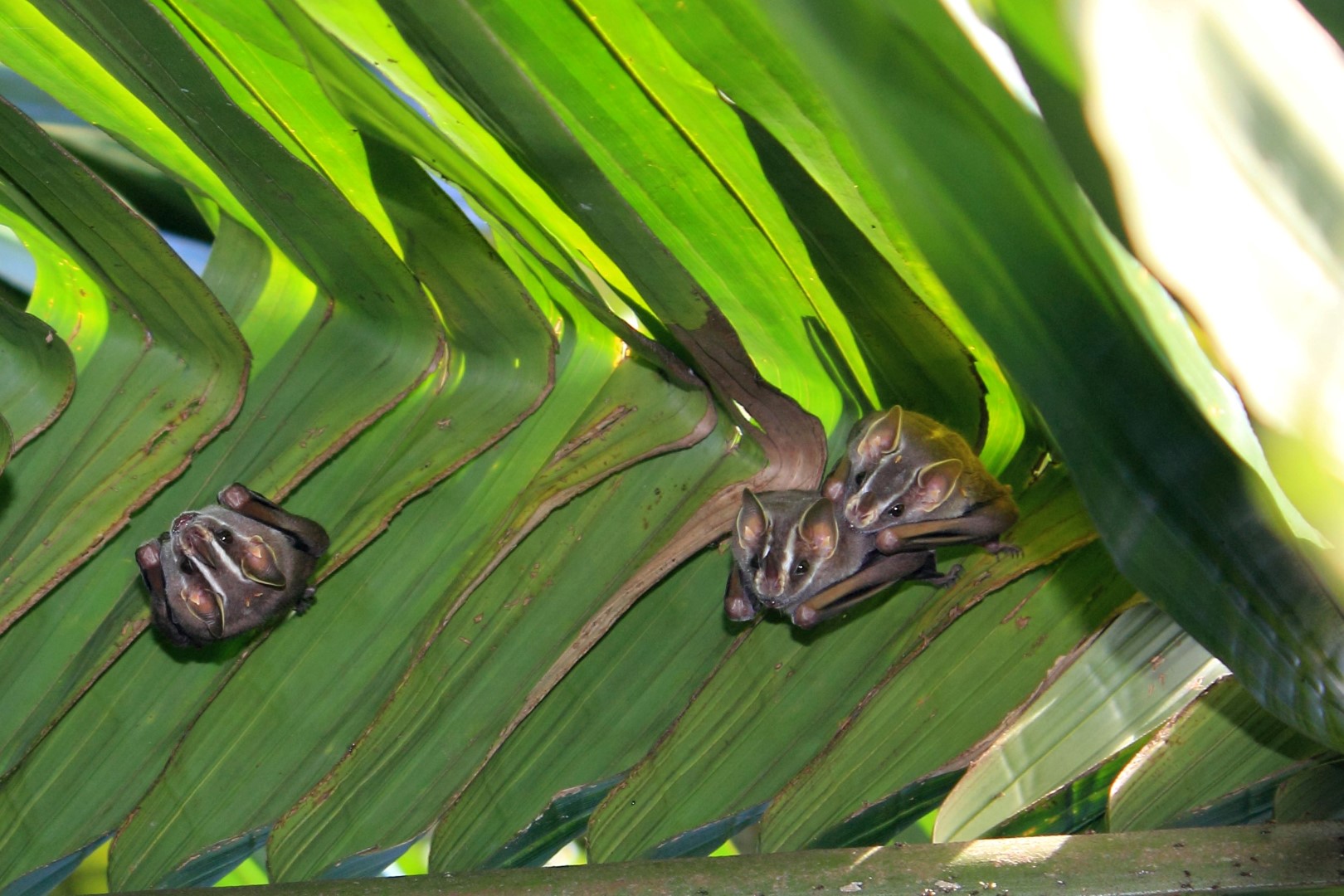 Bats in leaves