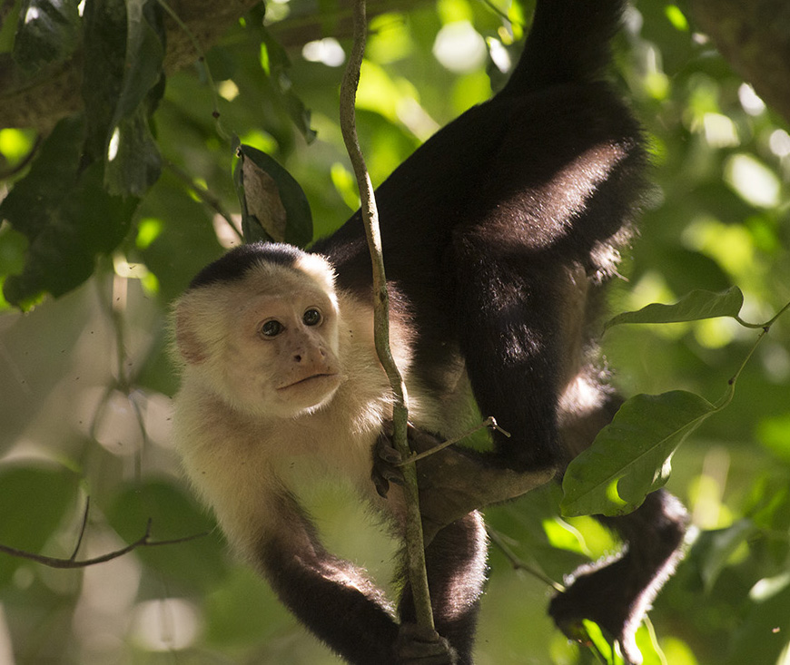 Capuchin Monkey, Our Animals