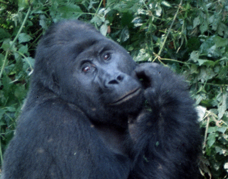 Close-up of Grauer's gorilla