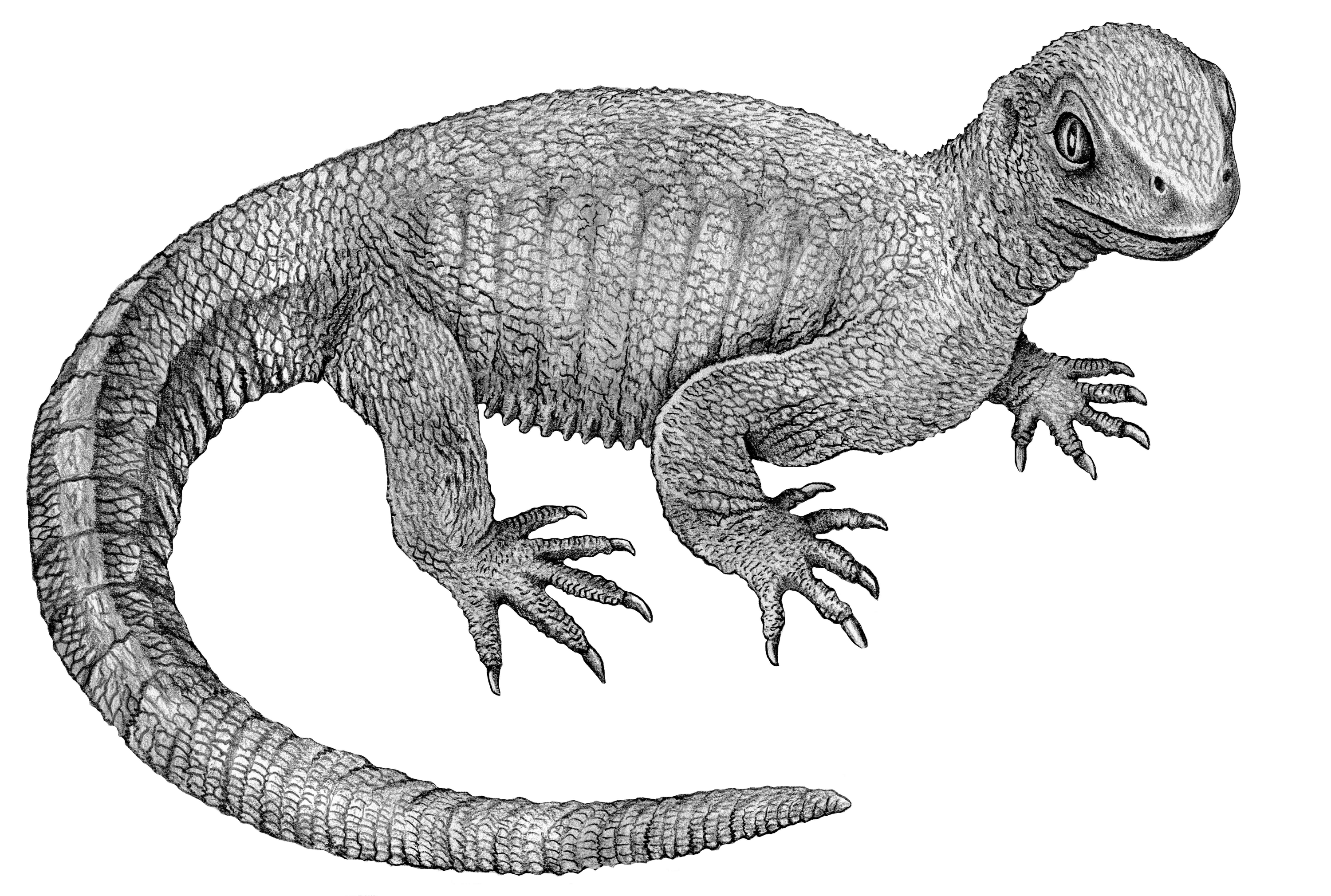 Ископаемые рептилии. Pappochelys rosinae. Eunotosaurus africanus. Черепахи диапсиды. Odontochelys semitestacea.
