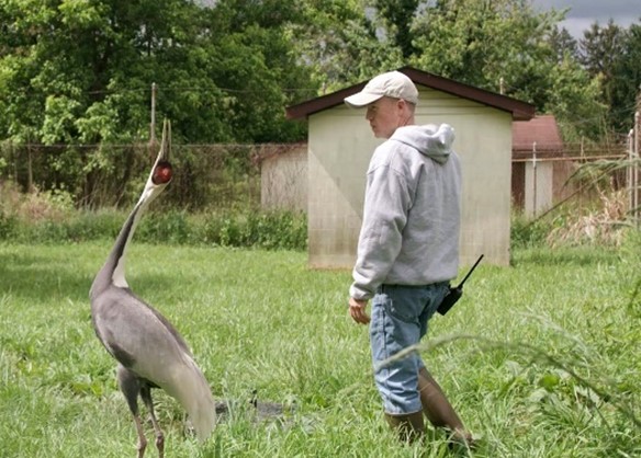 Male figure in hat and jeans walks in long grass next to gray and white crane with its neck lifted up.