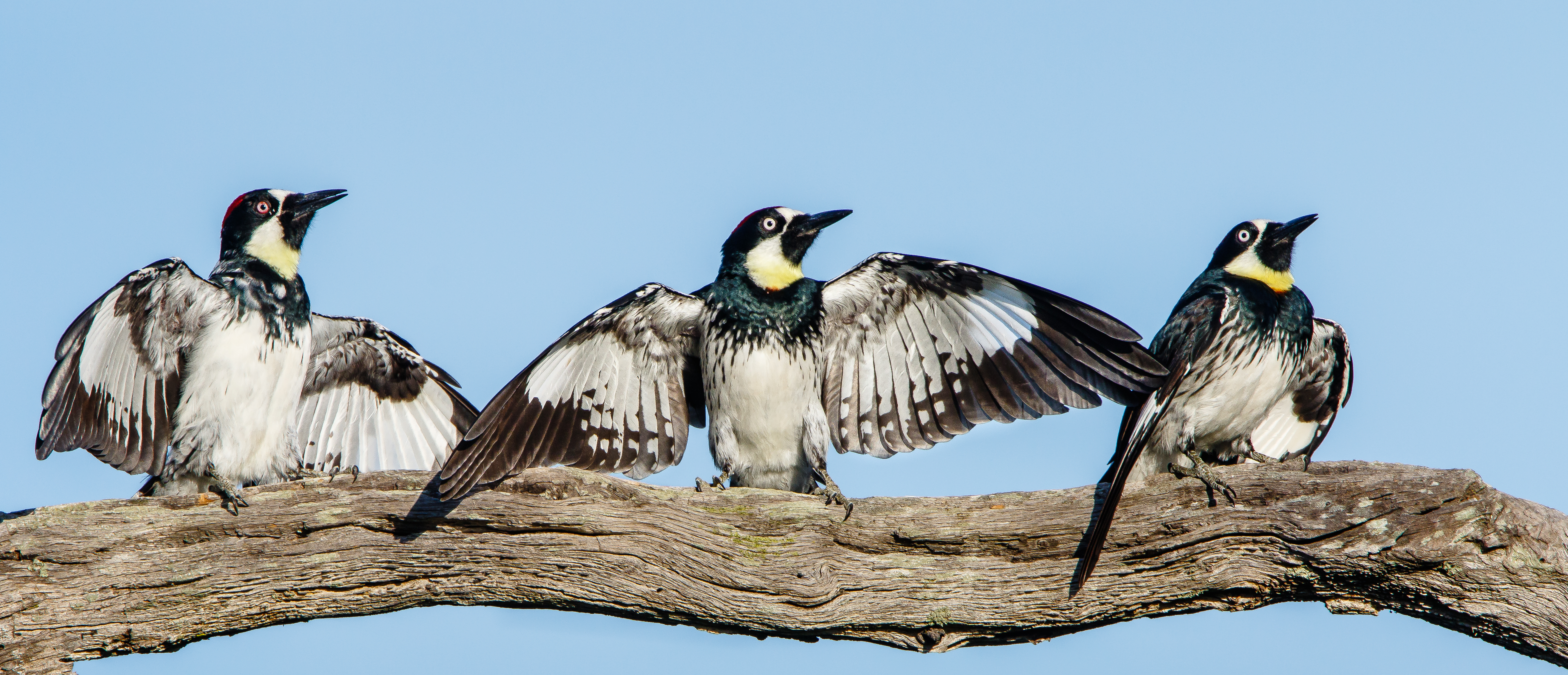 Acorn woodpeckers doing the spread-wing display