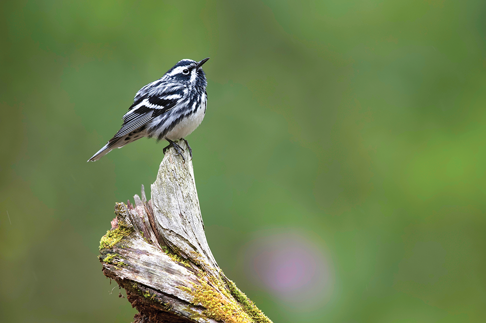 Black-and-white Warbler