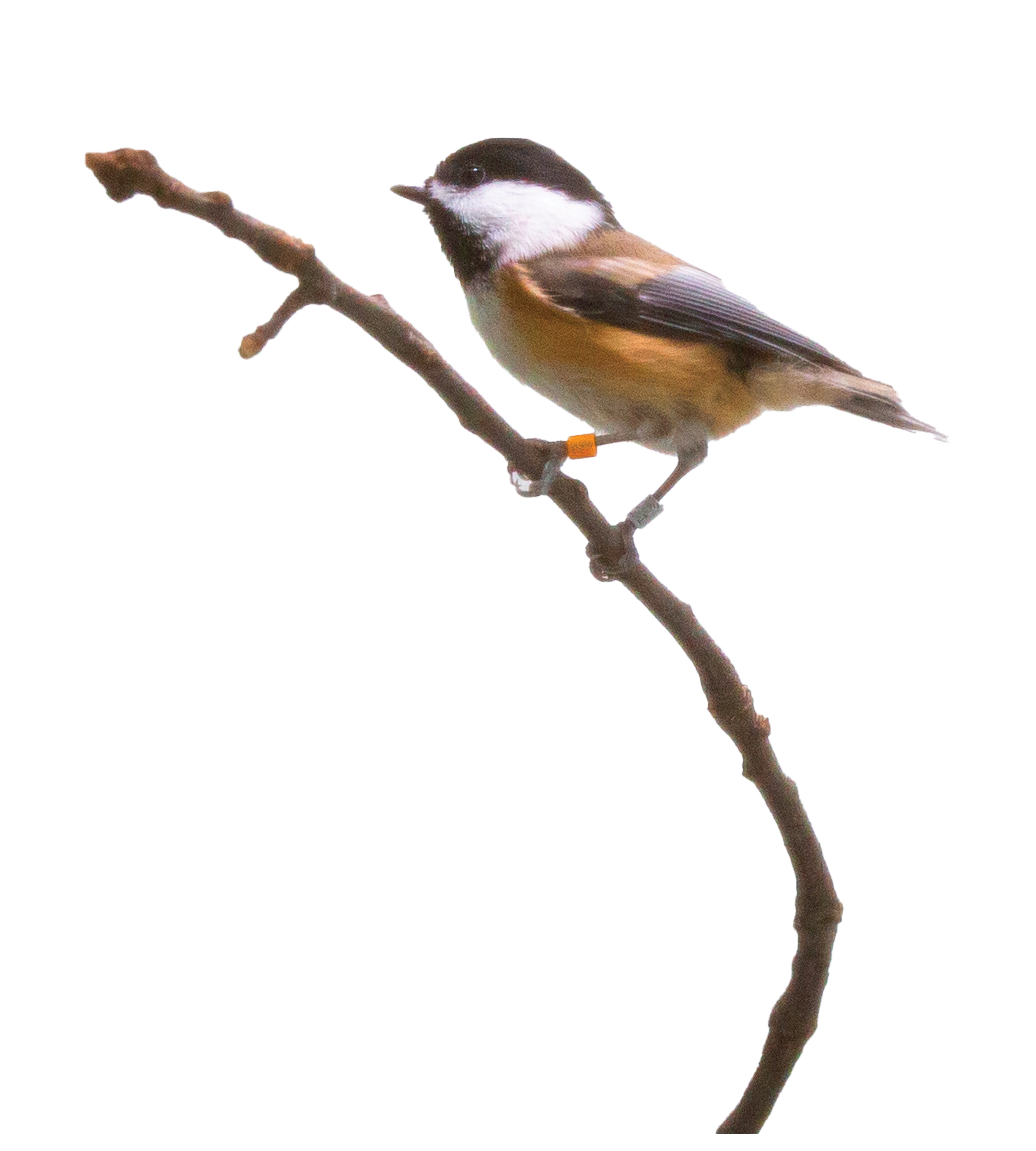 Black Capped Chickadee