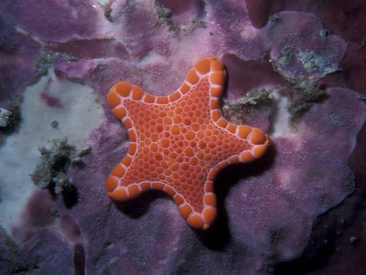 Australian sea star