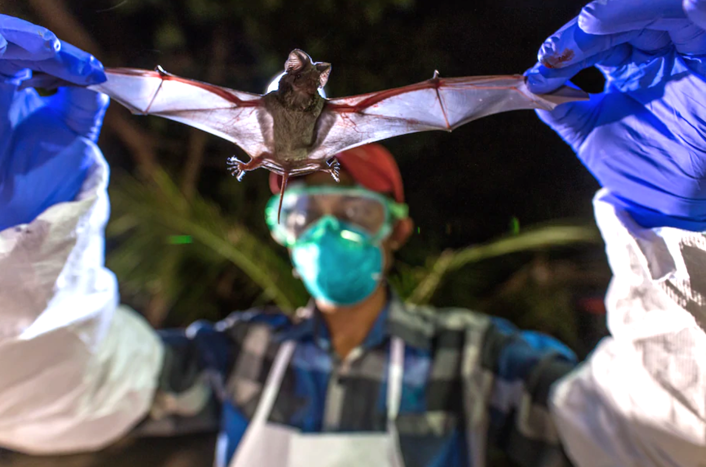 A scientist with the Global Health Program holds a wrinkle-lipped bat in Myanmar