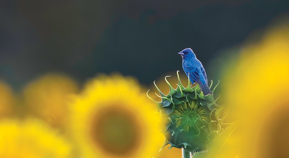 Indigo Bunting