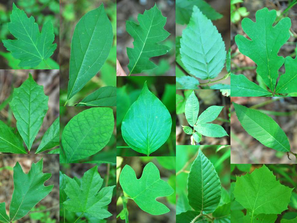 Leaf species