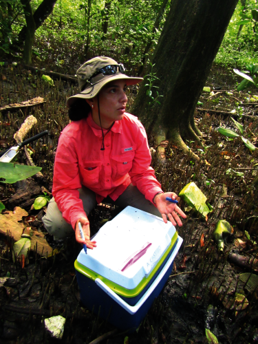 [Photo: Smithsonian scientist Tania Romero measures mangrove carbon stocks in Panama. The country will launch an 18-month mangrove study in summer 2023. PHOTO Steven Canty]