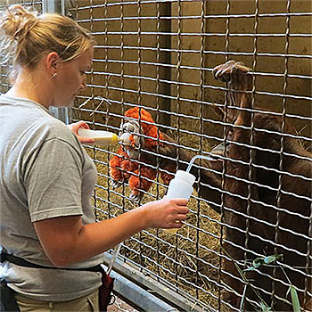 orangutan training