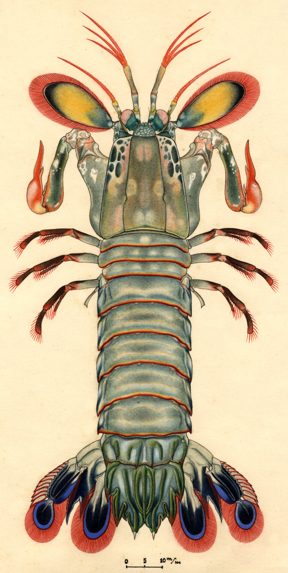 mantis shrimp drawing