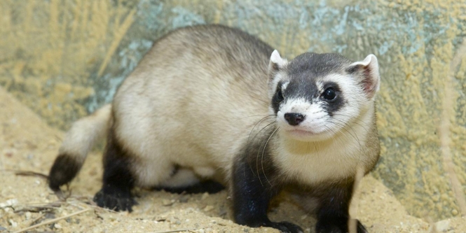 Close-up of black-footed ferret