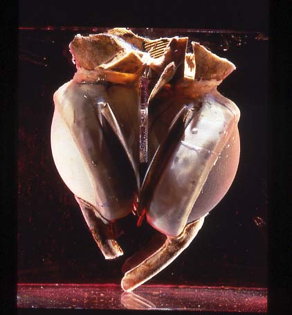 Liotta-Cooley Artificial Heart, 1969